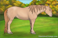 Horse Color:Unknown 