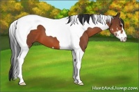 Horse Color:Bay Sabino Tobiano 