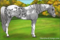 Horse Color:White Spotted Black Splash Tobiano Frame Appaloosa