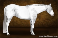 Horse Color:White Spotted Black Splash Tobiano Frame Appaloosa 
