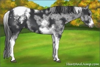 Horse Color:White Spotted Black Splash Tobiano Frame Blanket 