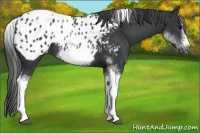 Horse Color:White Spotted Black Splash Tobiano Frame Appaloosa 