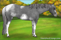 Horse Color:White Spotted Black Splash Tobiano Frame Appaloosa 