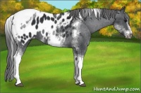 Horse Color:White Spotted Black Splash Tobiano Frame Appaloosa 