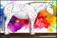 Horse Color:White Spotted Black Splash Tobiano Frame Leopard 