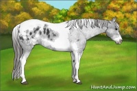 Horse Color:White Spotted Black Splash Tobiano Frame Appaloosa