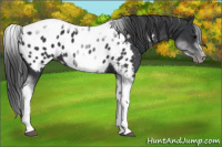 Horse Color:White Spotted Black Splash Tobiano Frame Appaloosa