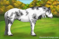 Horse Color:White Spotted Black Splash Tobiano Frame Appaloosa 