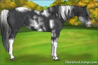 Horse Color:White Spotted Black Splash Tobiano Frame Appaloosa