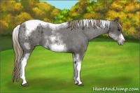 Horse Color:White Spotted Smoky Black Splash Tobiano Frame Appaloosa 