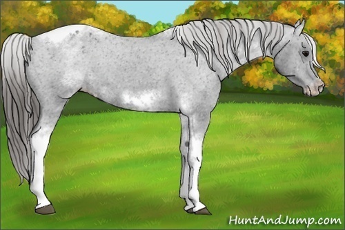 Horse Color:White Spotted Black Splash Tobiano Frame Blanket 