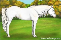 Horse Color:White Spotted Gold Cream Champagne Splash 