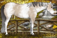 Horse Color:White Spotted Bay Dun 