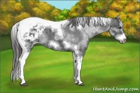 Horse Color:White Spotted Black Splash Tobiano Frame Appaloosa
