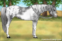 Horse Color:White Spotted Black Splash Tobiano Frame Appaloosa