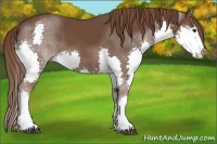 Horse Color:Liver Chestnut Splash 