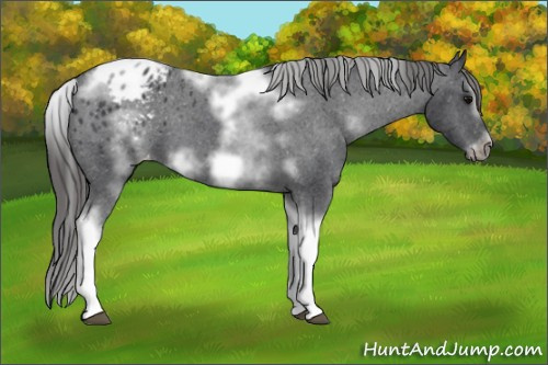 Horse Color: White Spotted Black Splash Tobiano Frame Blanket 