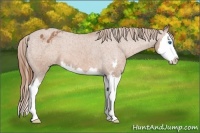 Horse Color:Red Roan Sabino Splash Appaloosa 