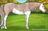 Horse Color:Nacre Red Roan Splash 
