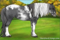Horse Color:White Spotted Black Splash Tobiano Frame Appaloosa 