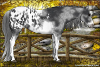 Horse Color:White Spotted Black Splash Tobiano Frame Blanket 