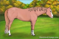 Horse Color:Watercolor Chestnut Splash 