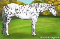 Horse Color:White Spotted Black Splash Tobiano Frame Near Leopard 