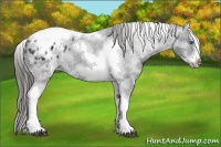 Horse Color:White Spotted Black Splash Tobiano Frame Appaloosa 