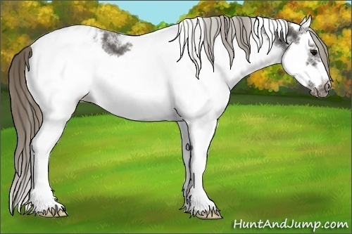 Horse Color: White Spotted Smoky Black Splash Frame Blanket 