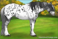 Horse Color:White Spotted Black Splash Tobiano Frame Near Leopard 