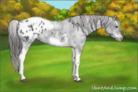Horse Color:White Spotted Black Splash Tobiano Frame Appaloosa