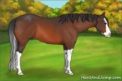 Horse Color: Unknown 