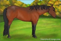 Horse Color:Brown 
