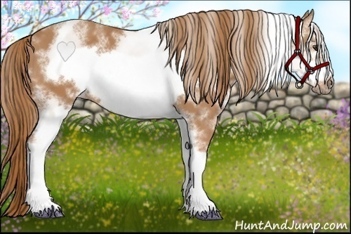 Horse Color: White Spotted Chestnut Sabino Frame 