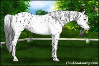 Horse Color:White Spotted Black Leopard Rabicano 