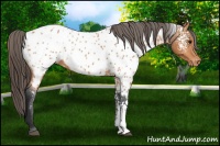 Horse Color:White Spotted Bay Near Leopard Rabicano 