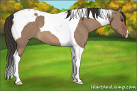 Horse Color:Bay Dun Tobiano 