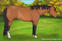 Horse Color:Bay Sabino Rabicano 