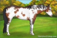 Horse Color:Bay Sabino Frame 