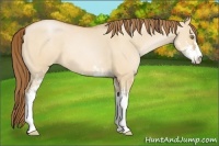 Horse Color:Bay Pearl Dun Sabino 