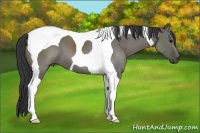 Horse Color:Grullo Tobiano