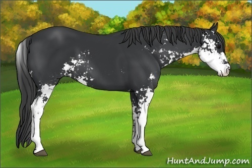 Horse Color: Black Sabino 