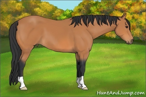 Horse Color: Bay 
