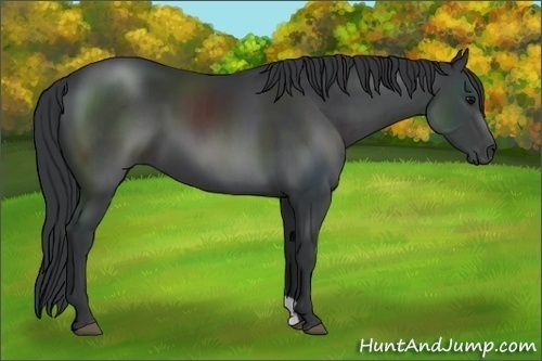 Horse Color: Black Sabino 