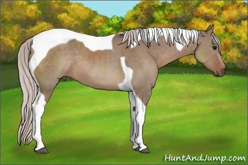 Horse Color: Silver Grullo Tobiano 