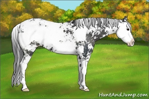 Horse Color: Black Sabino 