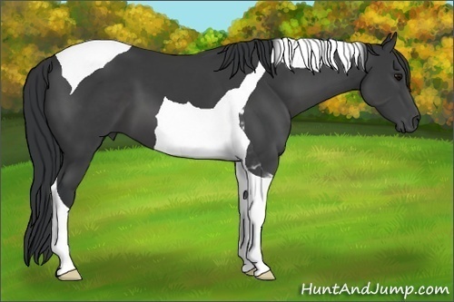Horse Color: Black Tobiano 