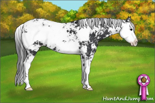 Horse Color: Black Sabino 