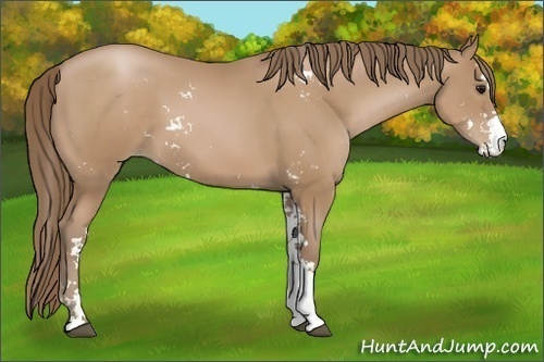 Horse Color: Black Pearl Sabino 