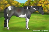 Horse Color:Black Tobiano 
